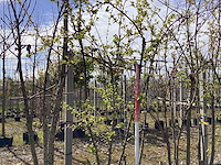 Sierappel - meerstammige bomen - afbeelding 1 van  2