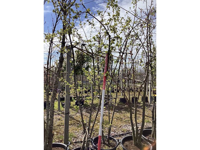 Sierappel - meerstammige bomen - afbeelding 2 van  2