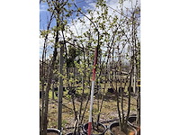 Sierappel - meerstammige bomen - afbeelding 2 van  2