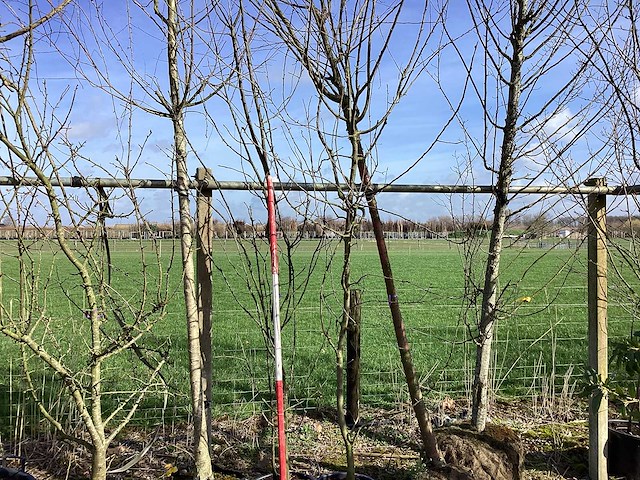 Sierappel - meerstammige boom (2x) - afbeelding 1 van  2