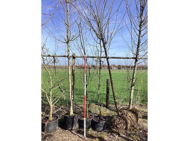 Sierappel - meerstammige boom (2x) - afbeelding 2 van  2