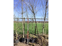 Sierappel - meerstammige boom (2x) - afbeelding 2 van  2