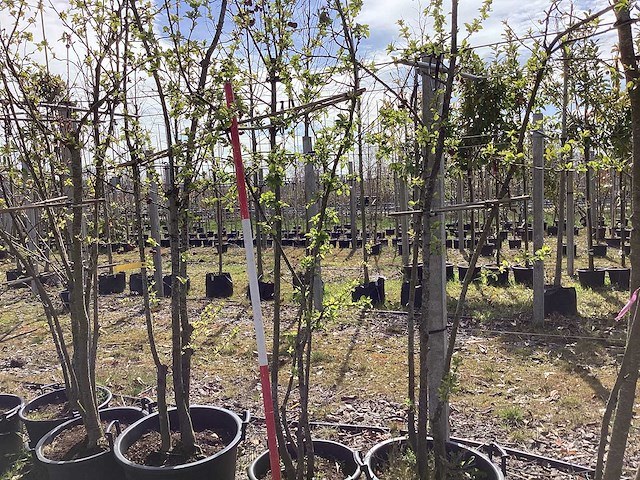 Sierappel - meerstammige boom (3x) - afbeelding 1 van  2