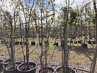 Sierappel - meerstammige boom (3x) - afbeelding 1 van  2