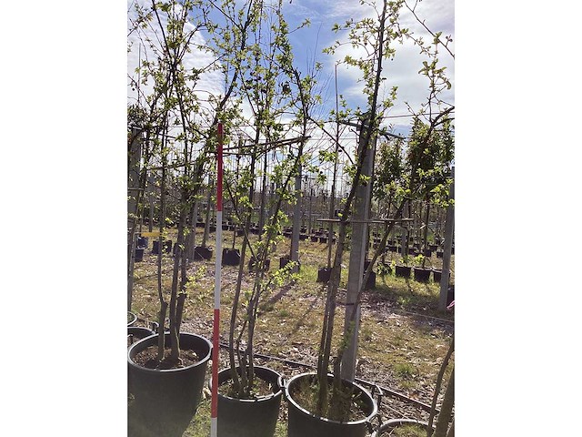 Sierappel - meerstammige boom (3x) - afbeelding 2 van  2