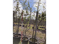 Sierappel - meerstammige boom (3x) - afbeelding 2 van  2