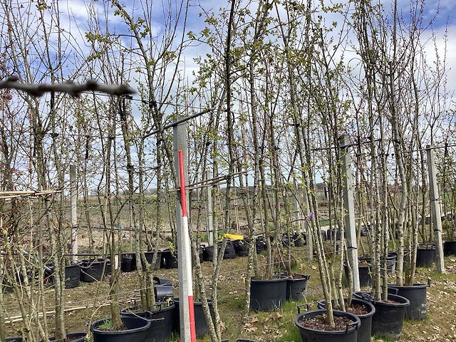 Sierappel - meerstammige boom (8x) - afbeelding 1 van  2