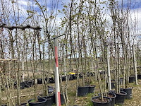 Sierappel - meerstammige boom (8x) - afbeelding 1 van  2