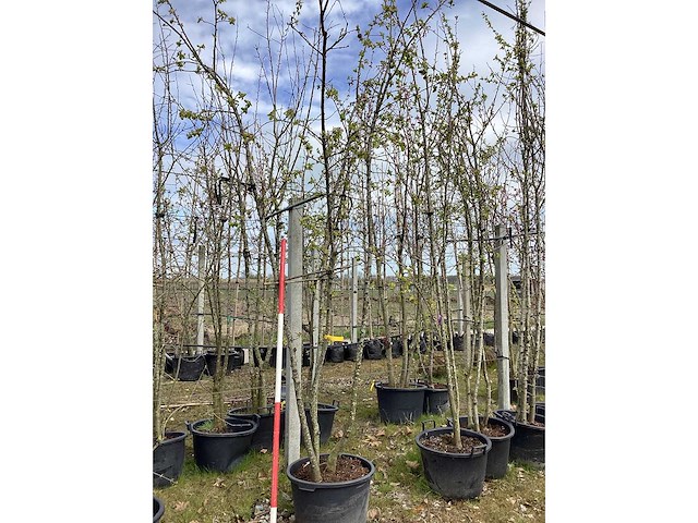 Sierappel - meerstammige boom (8x) - afbeelding 2 van  2
