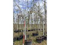 Sierappel - meerstammige boom (8x) - afbeelding 2 van  2