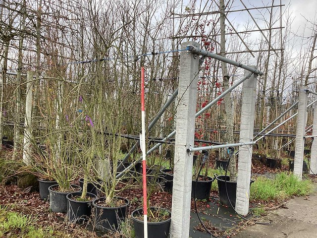 Sierappel - meerstammige boom - afbeelding 1 van  2