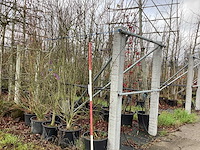 Sierappel - meerstammige boom - afbeelding 1 van  2