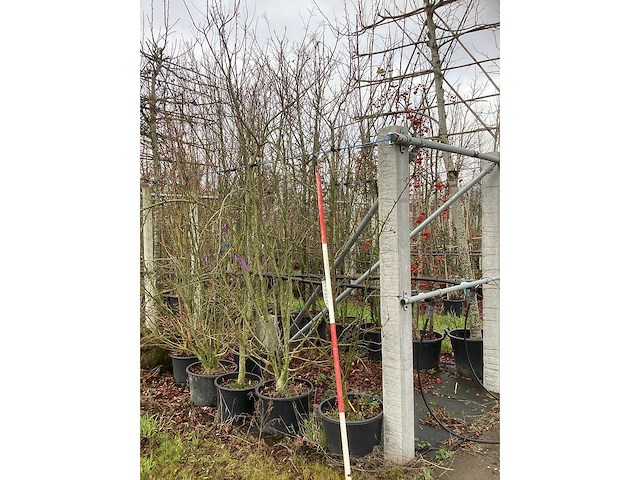 Sierappel - meerstammige boom - afbeelding 2 van  2