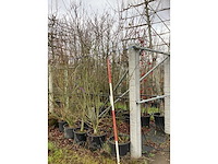 Sierappel - meerstammige boom - afbeelding 2 van  2