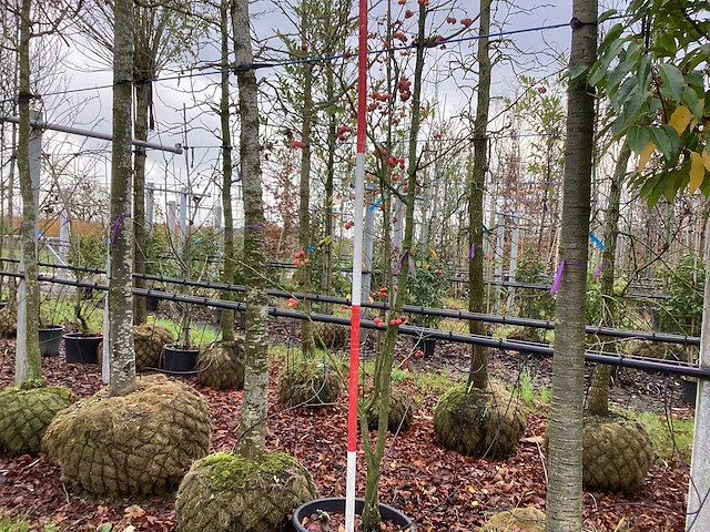 Sierappel - meerstammige boom - afbeelding 1 van  3