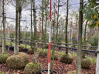 Sierappel - meerstammige boom - afbeelding 1 van  3