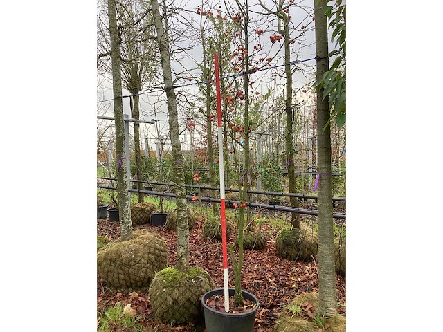 Sierappel - meerstammige boom - afbeelding 2 van  3