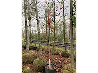 Sierappel - meerstammige boom - afbeelding 2 van  3
