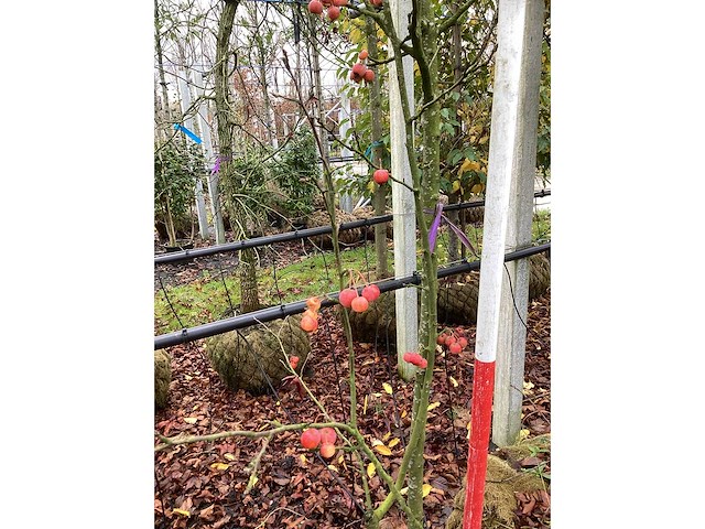 Sierappel - meerstammige boom - afbeelding 3 van  3