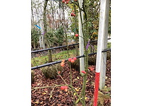 Sierappel - meerstammige boom - afbeelding 3 van  3