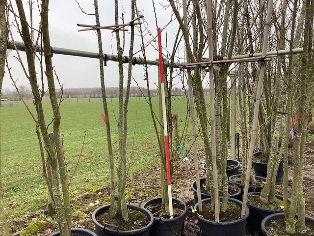 Sierappel - meerstammige boom - afbeelding 2 van  2