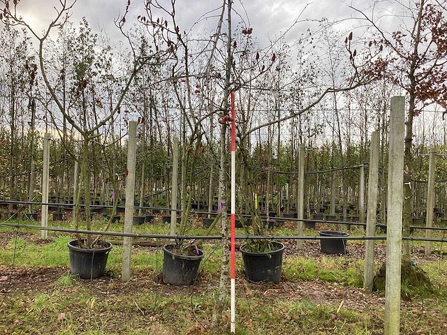 Sierappel - parkboom - afbeelding 1 van  3