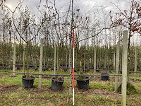 Sierappel - parkboom - afbeelding 1 van  3