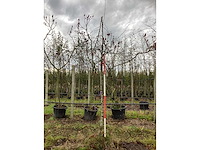 Sierappel - parkboom - afbeelding 2 van  3