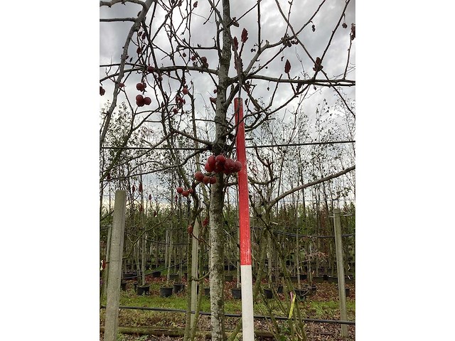 Sierappel - parkboom - afbeelding 3 van  3