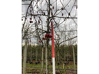 Sierappel - parkboom - afbeelding 3 van  3