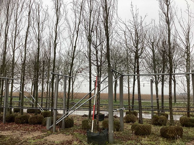 Sierappel - parkboom - afbeelding 1 van  3