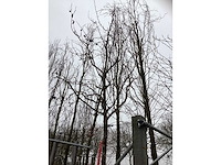 Sierappel - parkboom - afbeelding 3 van  3