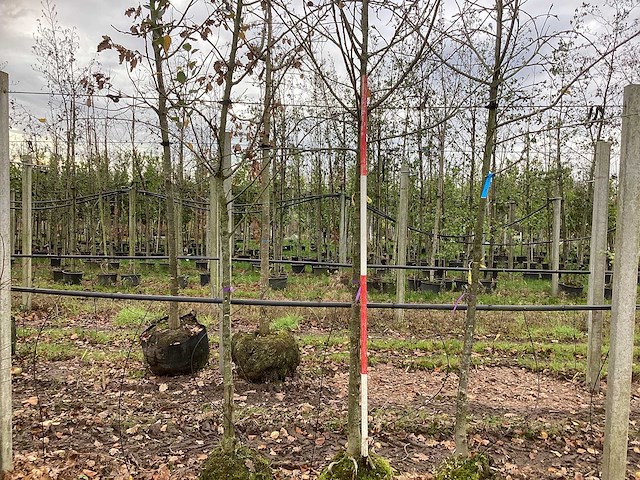 Sierappel - sierboom (2x) - afbeelding 1 van  3