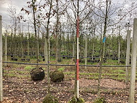 Sierappel - sierboom (2x) - afbeelding 1 van  3