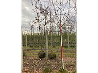 Sierappel - sierboom (2x) - afbeelding 2 van  3