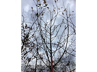 Sierappel - sierboom (2x) - afbeelding 3 van  3