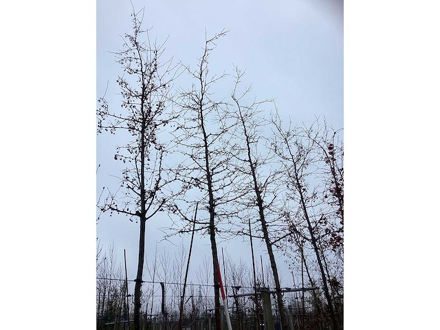 Sierappel - sierboom - afbeelding 3 van  3