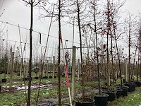 Sierappel - sierboom - afbeelding 1 van  3