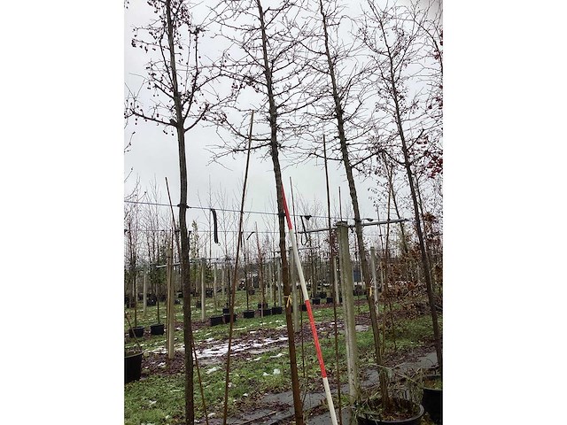 Sierappel - sierboom - afbeelding 3 van  3