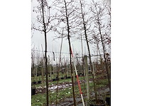 Sierappel - sierboom - afbeelding 3 van  3