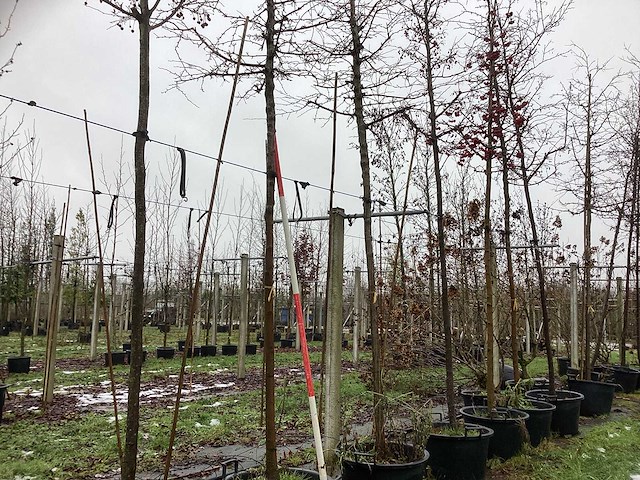 Sierappel - sierboom - afbeelding 1 van  3