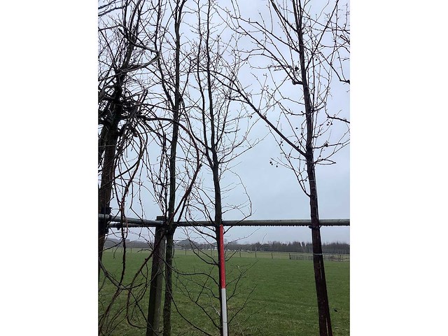 Sierappel - sierboom - afbeelding 1 van  3