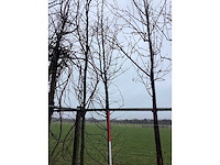 Sierappel - sierboom - afbeelding 1 van  3