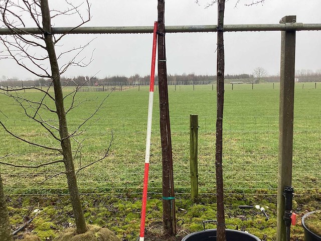 Sierappel - sierboom - afbeelding 2 van  3