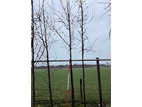 Sierappel - sierboom - afbeelding 3 van  3