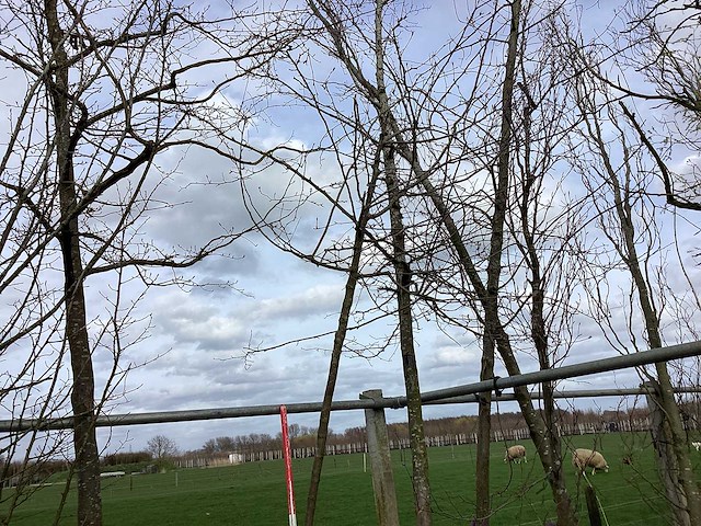 Sierappel - sierboom - afbeelding 1 van  2