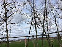 Sierappel - sierboom - afbeelding 1 van  2