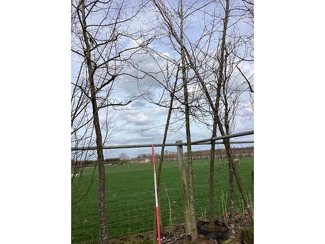 Sierappel - sierboom - afbeelding 2 van  2