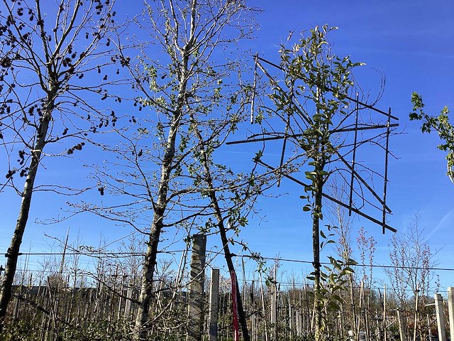 Sierappel - sierboom - afbeelding 1 van  2
