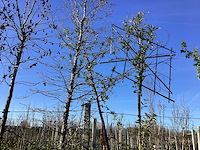 Sierappel - sierboom - afbeelding 1 van  2